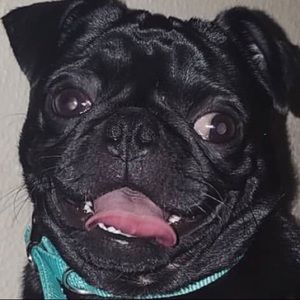 Meet your Posher, Ida